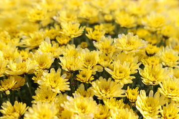 Yellow Chrysanthemums in the autumn garden .Background of many small yellow flowers of Chrysanthemum. Beautiful autumn flower background. Chrysanthemums flowers blooming in garden at spring day