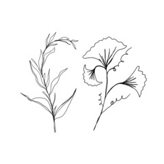 line art drawing of flowers. big set of line art of plants .minimalism sketch, idea for invitation, design of instagram stories and highlights icons