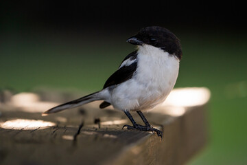 very tame Southern Fiscal Shrike sitting on a bench being hand fed cheese at a nature reserve