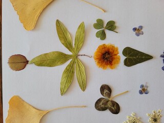 herbs and spices on wooden background