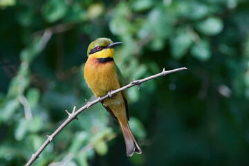  Little bee-eater (Merops pusillus)