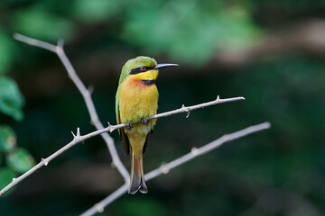 Obraz premium Little bee-eater (Merops pusillus)