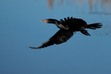 Red Eye Reed Cormorant in flight with wings spread over a lake river  looking for food in a nature reserve in South Africa 