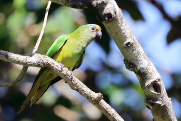 Peach-fronted Parakeet (Eupsittula aurea), isolated on a tree