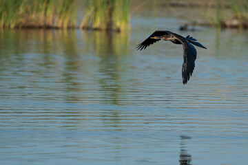 Slangkop Africa Darter in flight getting ready to land in a river lake to dry off and bask in the sun