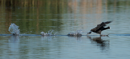 Red-knobbed coot running on the water to dominate another male away from the females. showing the water splashes as its feet makes contact