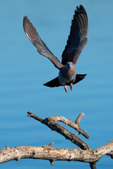 Columba livia domestica, Speckled Pigeon, Rock Pigeon in flight while trying to mate with a female and puffing its self up to make it more attractive.