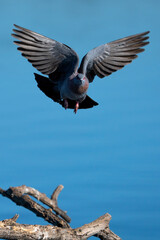 Columba livia domestica, Speckled Pigeon, Rock Pigeon in flight while trying to mate with a female and puffing its self up to make it more attractive.