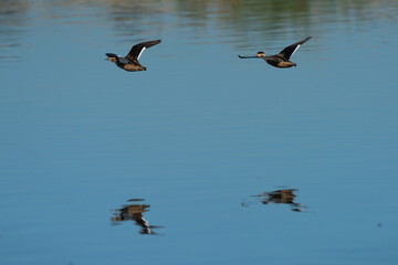 2 birds in flight flying over a body of water with its reflection in the water flying away.