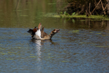 Egyptian Goose floating in the water shouting in the air at a nature reserve in South Africa