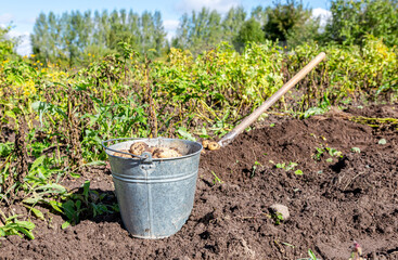 Harvesting potatoes at the vegetable garden
