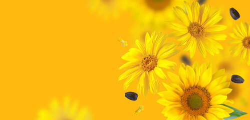 Falling flowers and sunflower seeds on yellow