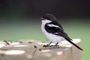 very tame Southern Fiscal Shrike sitting on a bench being hand fed cheese at a nature reserve