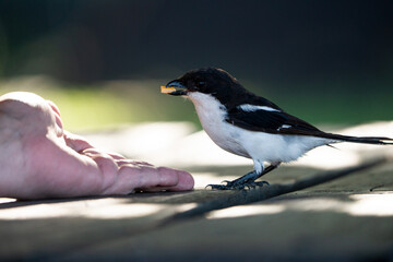 very tame Southern Fiscal Shrike sitting on a bench being hand fed cheese at a nature reserve