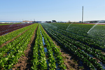 Lettuce Field. Lactuca sativa green leaves. Leaf Lettuce grow in garden bed