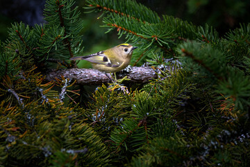 The goldcrest - Regulus regulus - is a very small passerine bird in the kinglet family.