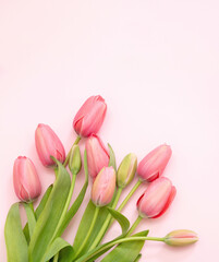 Tulip flower bunch pastel color on pink background. Woman, mother day celebration gift
