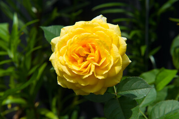 A beautiful yellow rose in a summer garden.