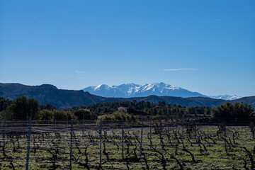 Naklejka premium Landscape of the snowy canigou with vineyards