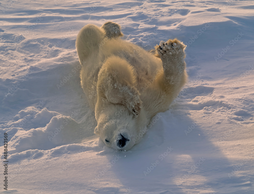 Poster poar bear rolling on arctic snow