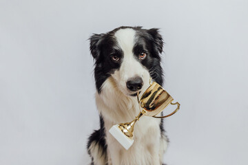 Cute puppy dog border collie holding gold champion trophy cup in mouth isolated on white background. Winner champion funny dog. Victory first place of competition. Winning or success concept