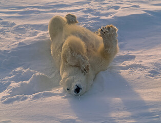 Poar bear rolling on Arctic snow