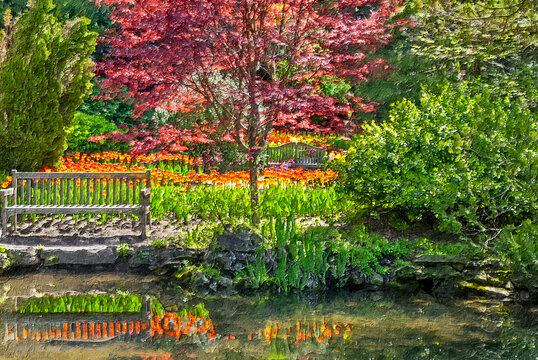 Tulip garden,Royal Botanical Garden,Hamilton,Ontario.Photo art