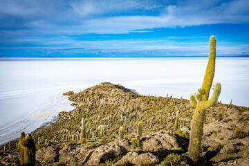 Salar De Uyuni - Cactus Island: Isla Incahuasi