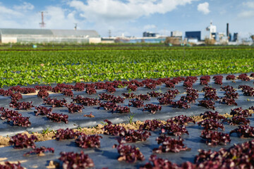 Lettuce Field. Lactuca sativa green leaves. Leaf Lettuce grow in garden bed