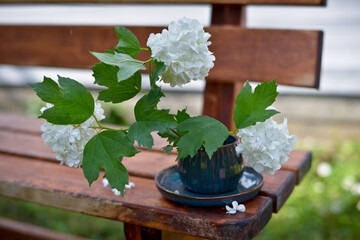 Viburnum flowers in the country