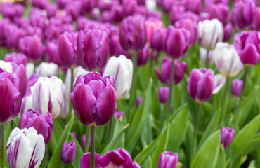 Field of white and purple tulips. Lots of tulips growing spring flowers in the garden. Place for text with congratulations.