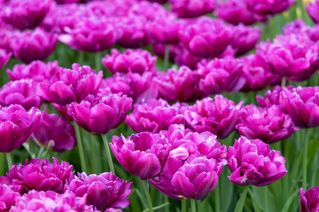 Field of fluffy purple tulips. Lots of tulips growing spring flowers in the garden. Place for text with congratulations.