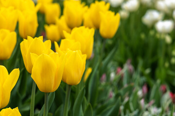 Yellow tulips in the garden. Place for text with congratulations.