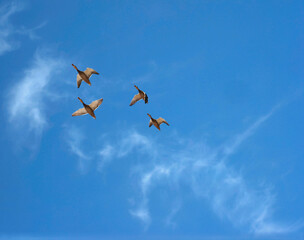 FLOCK OF DUCKS FLYING WITH BLUE SKY AND CLOUDS