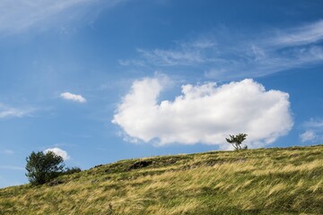 Tree in the countryside, in the background with clouds and blue sky. A beautiful sunny day in the Czech Republic.