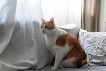 brown and white cat with yellow eyes sitting on a gray sofa by the window