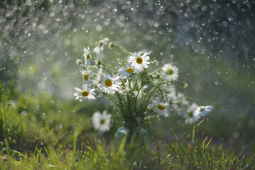 Daisies in the rain