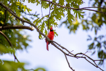 Red cardinal song bird sitting in a tree in Ohio