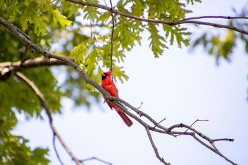 Red cardinal song bird sitting in a tree in Ohio