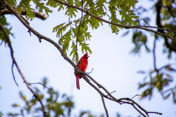 Red cardinal song bird sitting in a tree in Ohio