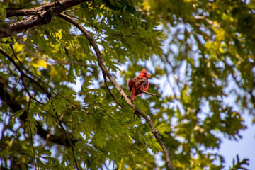 Red cardinal song bird sitting in a tree in Ohio
