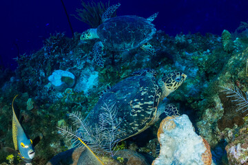 Fototapeta na wymiar a pair of hawksbill turtles circle each other while close to the tropical Caribbean reef in the Cayman Islands. These docile creatures are very much loved by scuba divers in the area