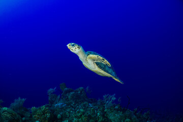 Fototapeta premium A lone hawksbill turtle in the deep blue ocean swims up off the tropical Caribbean reef towards the surface of the sea where it will breath again before submerging once more