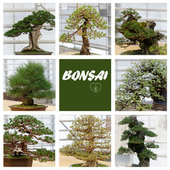 Set of green bonsai trees. Collection of bonsai tree