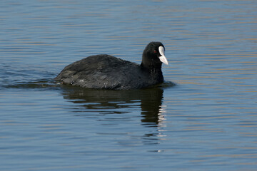 Eurasian Coot (Fulica atra) swimming