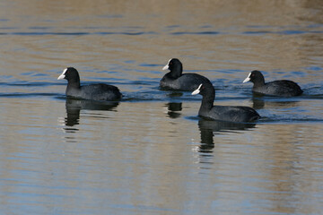 Eurasian Coots (Fulica atra) swimming