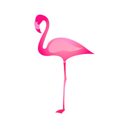 pink flamingo isolated on white