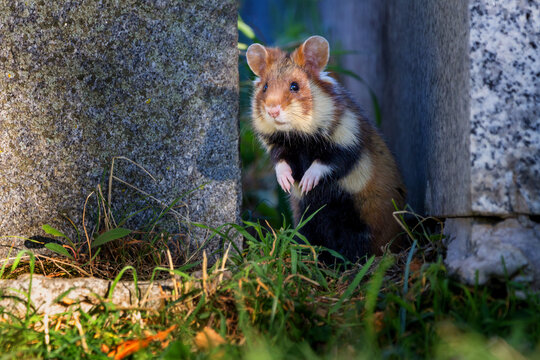 The European hamster - Cricetus cricetus, also known as the Eurasian hamster