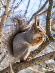 The squirrel with nut sits on tree in the winter or late autumn