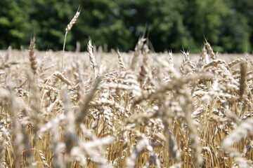 Fototapeta premium Grain weed field in summer time